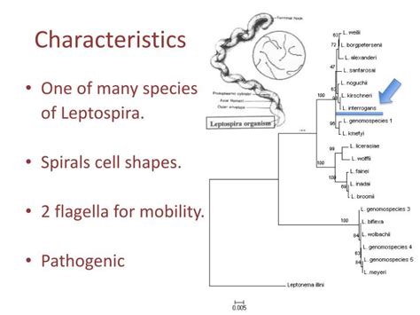 Ppt Leptospira Interrogans Powerpoint Presentation Id 3725201