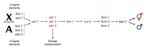 2 Somatic Sex Determination In C Elegans Download Scientific Diagram