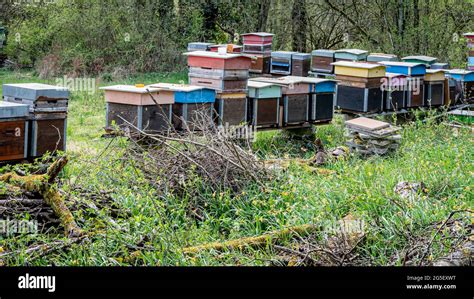 Hives Of Bees In The Apiary Painted Wooden Beehives With Active Honey