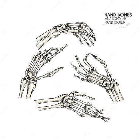 Hand Drawn Anatomy Set Vector Human Body Parts Bones Hand Gesture In Different Positions