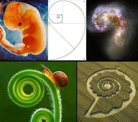 We R The Universe Fibonacci Sequence In Nature Geometry In Nature