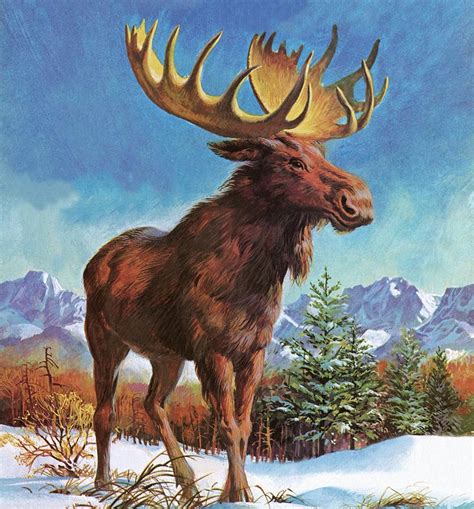 Mighty Moose Of Alaska Painting By English School Fine Art America