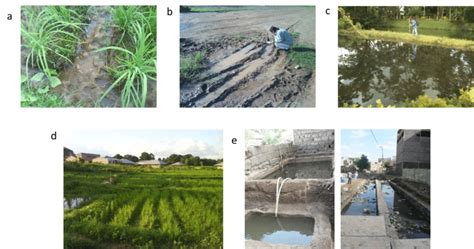 Types Of Mosquito Breeding Sites Download Scientific Diagram