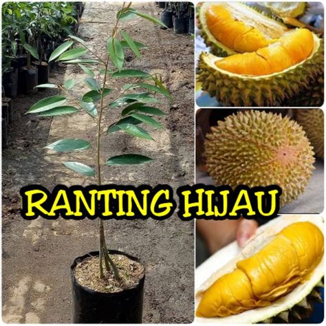 Jual Bibit Buah Durian Musangking Kaki Musang King Super Bibit