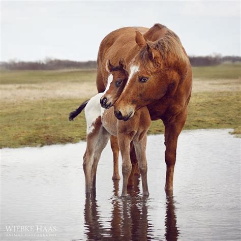 Mare And Foal Standing In The Water Either A Huge Puddle Or Edge Of