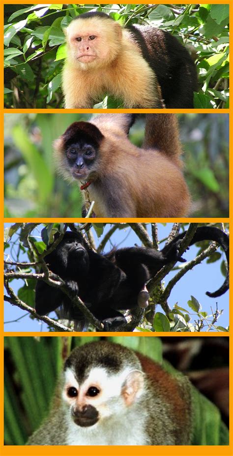 7 Exotic Animals You Only Encounter in Costa Rica
