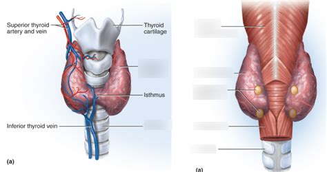 Thyroid Glands Diagram Quizlet