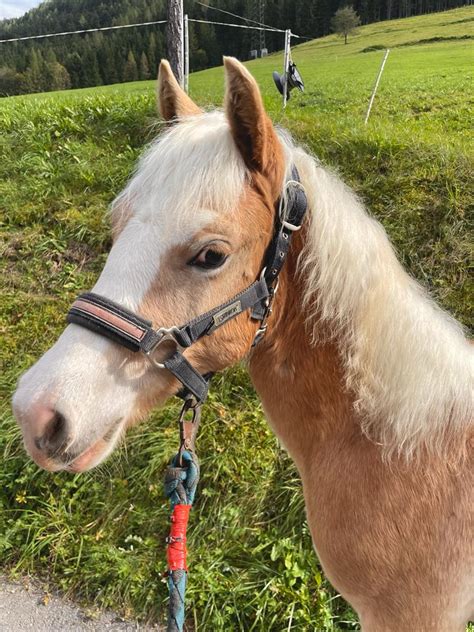 St Veit Haflinger Hengst Fuchs Pferd Austria