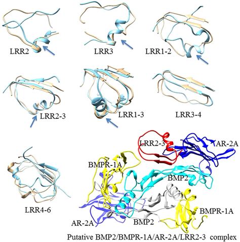 Molecular Dynamic Simulations Representative Snapshots Of Peptides