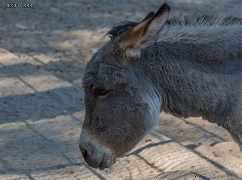 K Then Tierpark Hausesel Der Hausesel Equus Asinus As Flickr