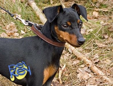 Harlequin Pinscher Breed Profile - Petkey