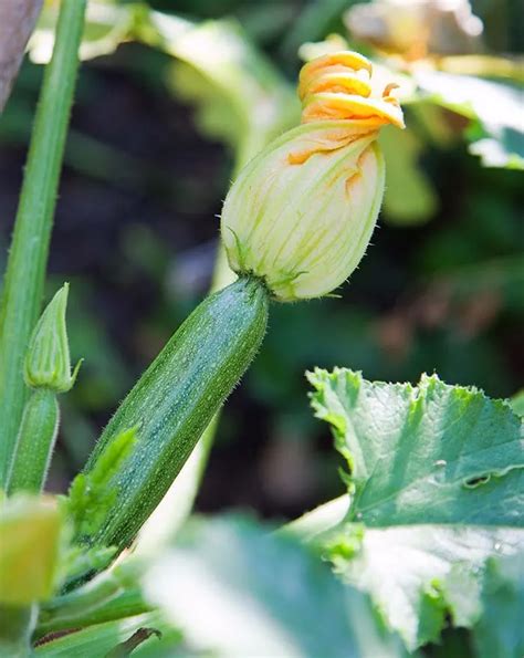 How To Grow Zucchini From Seed To Harvest Homestead Acres