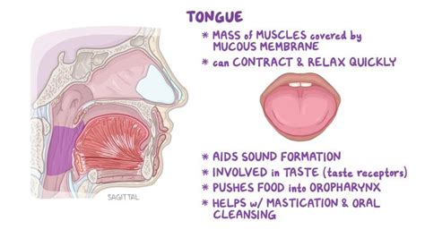 Anatomy of the tongue: Video, Anatomy & Definition | Osmosis