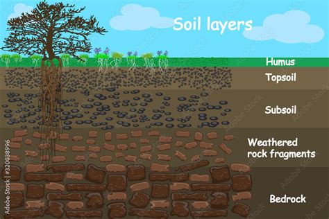 Soil Layers Diagram For Layer Of Soil Soil Layer Scheme With Grass