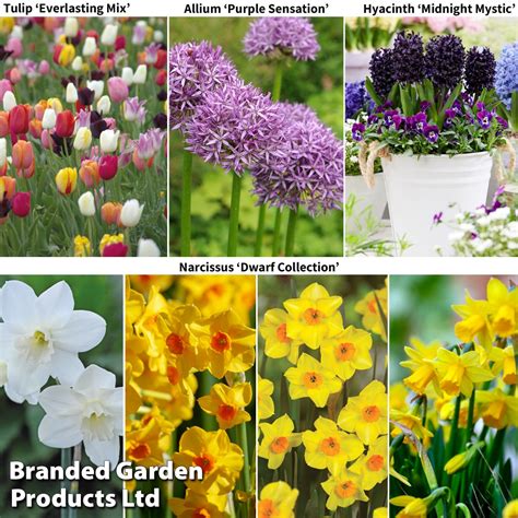 Spring Bulb Bundle Van Meuwen