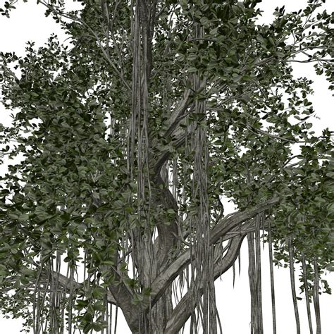 Artstation Chinese Banyan Tree 01 High Poly Tree 3d Model Game