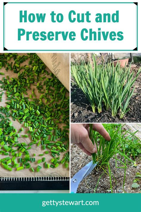 How To Cut And Preserve Chives Freezing And Drying Recipe In 2024