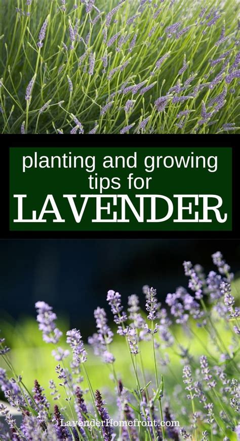 A Planting And Growing Guide To Lavender Plants Growing Lavender