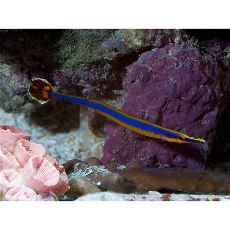 Doryrhamphus Excisus Bluestripe Pipefish Aquaorinoco