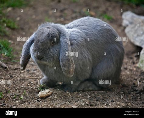 Grey Lop Bunny Atelier Yuwa Ciao Jp