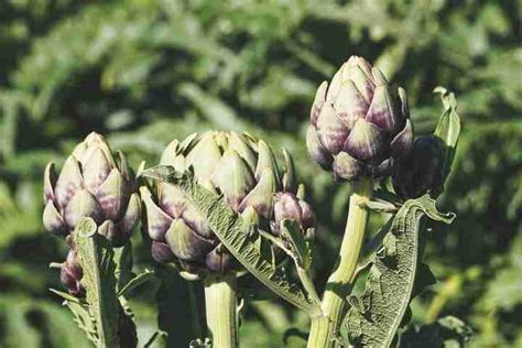 Carciofi Coltivazione Biologica E Caratteristiche Della Pianta