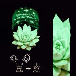 You Can Now Get Spooky Little Succulents That Glow In The Dark