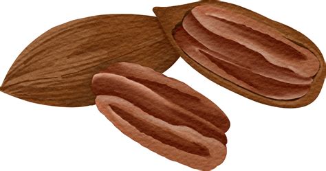 Watercolor Pecan Clip Art Png