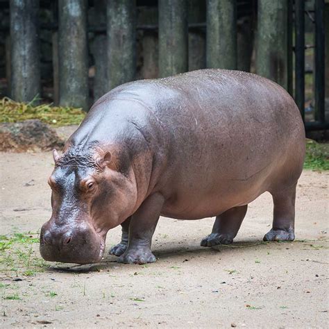 The meaning and symbolism of the word - «Hippopotamus»