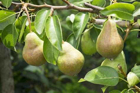 16 Common Pear Tree Problems How To Fix Them Solutions And Treatment