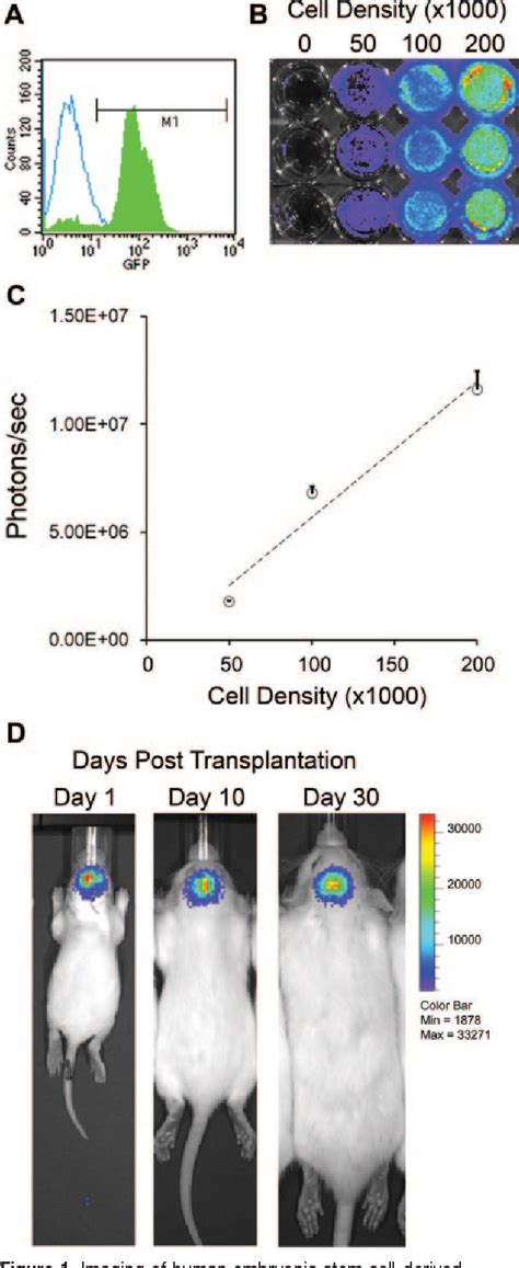 Figure 1 From Human Neural Stem Cell Grafts Modify Microglial Response