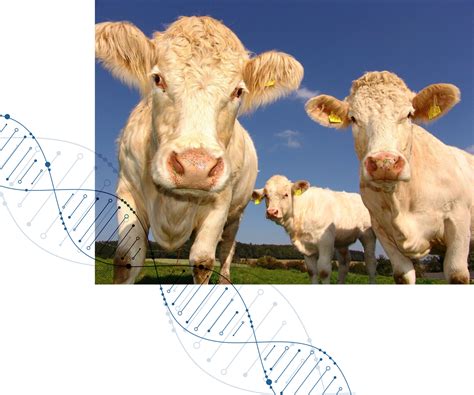 Máster en mejora genética animal y biotecnología de la reproducción