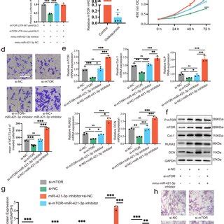 Mir P Regulates The Cell Viability And Osteogenic Differentiation