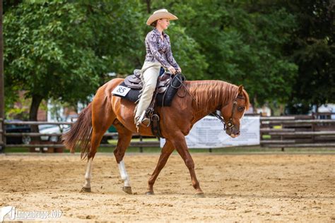 Meine Handvoll Hufeisen Alles über das American Quarter Horse