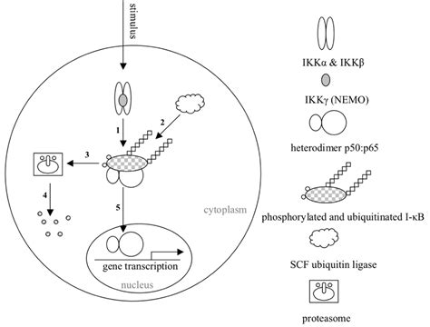 Canonical Nf B Pathway Ikk Complex Phosphorylates I B 1 To Induce