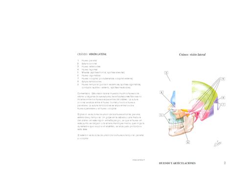 Solution Netter Anatomia Fichas De Autoevaluaci N Cabeza Y Cuello