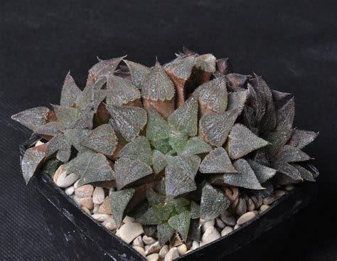 Haworthia Wimii X Bev S Wonder Received From F Hoes Be Flickr