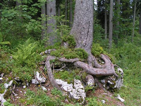 Fotos Gratis árbol Desierto Rama Planta Flor El Maletero Raíz Piedras Picea Habitat