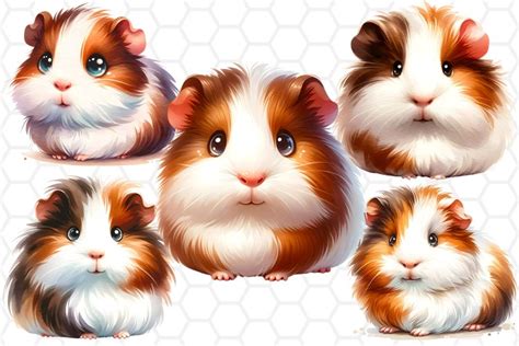 Cute Watercolor Guinea Pig Clipart Bundle Transparent Png