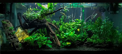 Aquascape Jungle Theme - Aquascape Ideas