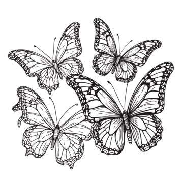 Butterfly Drawing On A White Background Outline Sketch Vector