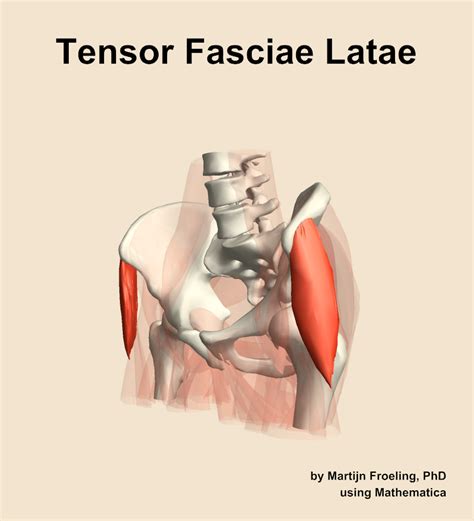 The Tensor Fasciae Latae Muscle Of The Hip