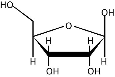 Ribose Creationwiki The Encyclopedia Of Creation Science