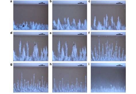 Representative Microphotographs Of Phases II And III At Different