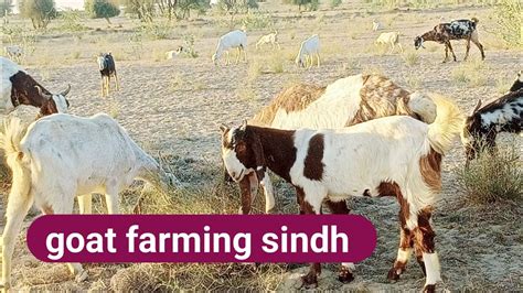 Indian Goat Farming Pakistan L Goat Farm L Goat Farming Sindh L Pateri