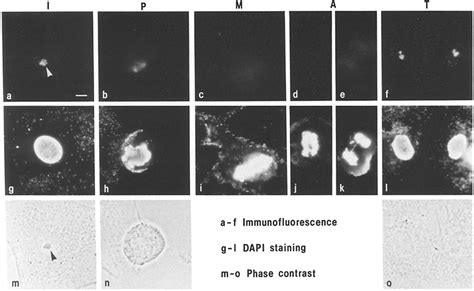 Immunofluorescence Localization Of The D77 Cross Reactive Protein