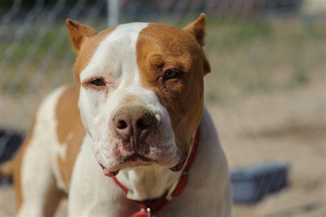 Red Nose Pitbull: Breed Facts, History and Differences
