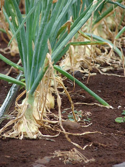 Como Plantar Cebola Dicas De Cultivo E Passo A Passo De Cuidados