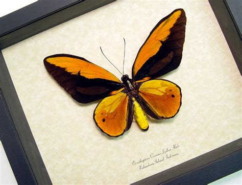 Top 10 Rare Or Endangered Butterflies Owlcation