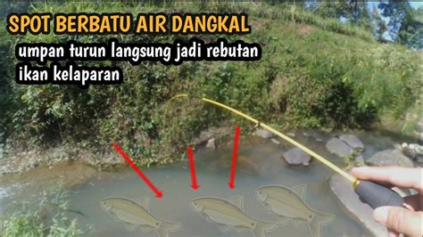 Mancing Ikan Wader Tobrut Aduhai Menggunakan Umpan Coel Ngabret