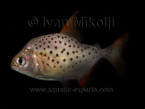 Peces De Agua Dulce De Venezuela